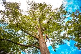 Best Tree Removal  in Voorheesville, NY