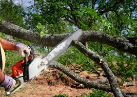 Best Tree Health Inspection  in Voorheesville, NY