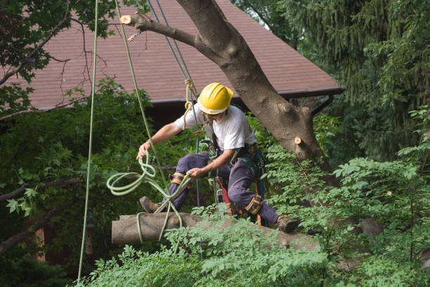 Reliable Voorheesville, NY Tree Care Solutions